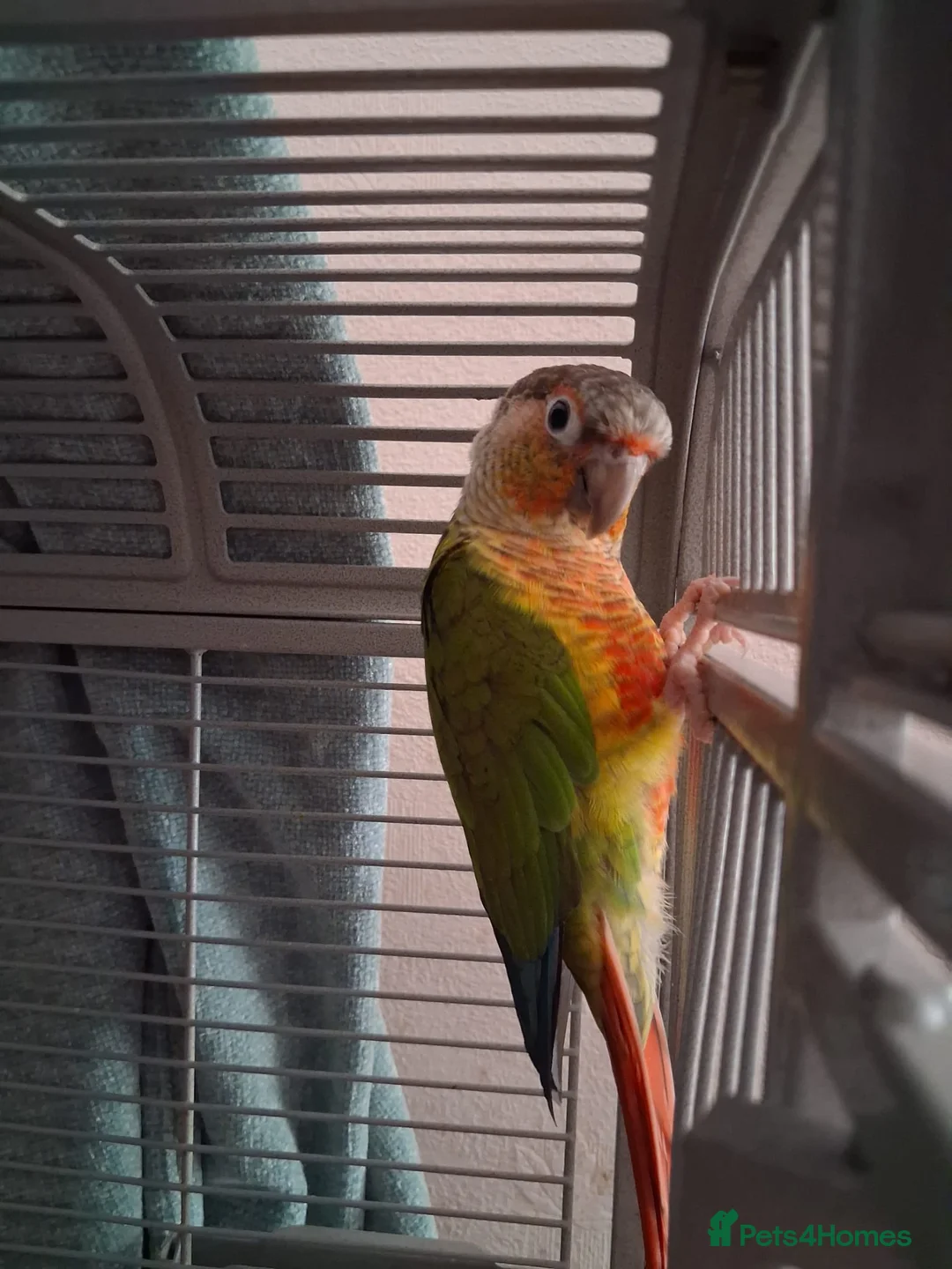 Conures birds for sale: 2 Green cheeked conures for sale in Aylesbury - Advert 2