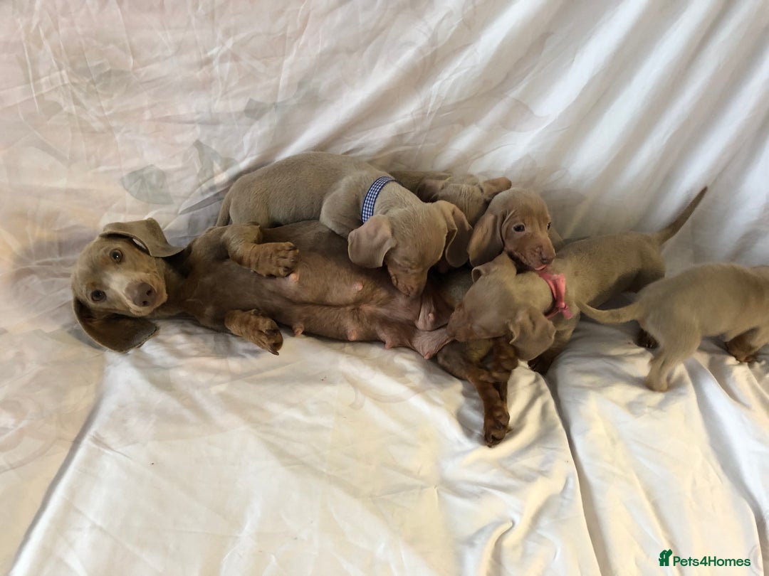Miniature Dachshund dogs for sale: Miniature dachshund Isabella puppies  - Advert 2