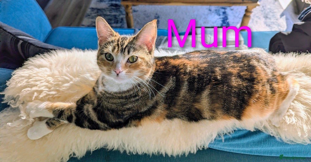 Mixed Breed cats for sale: Gorgeous kittens for sale £250 males £300 females - Advert 2