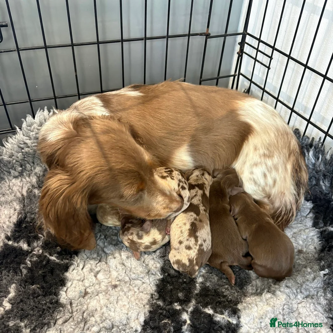 Miniature Dachshund dogs for sale: Miniature Dachshund Pups LICENSED BREEDER - Advert 5