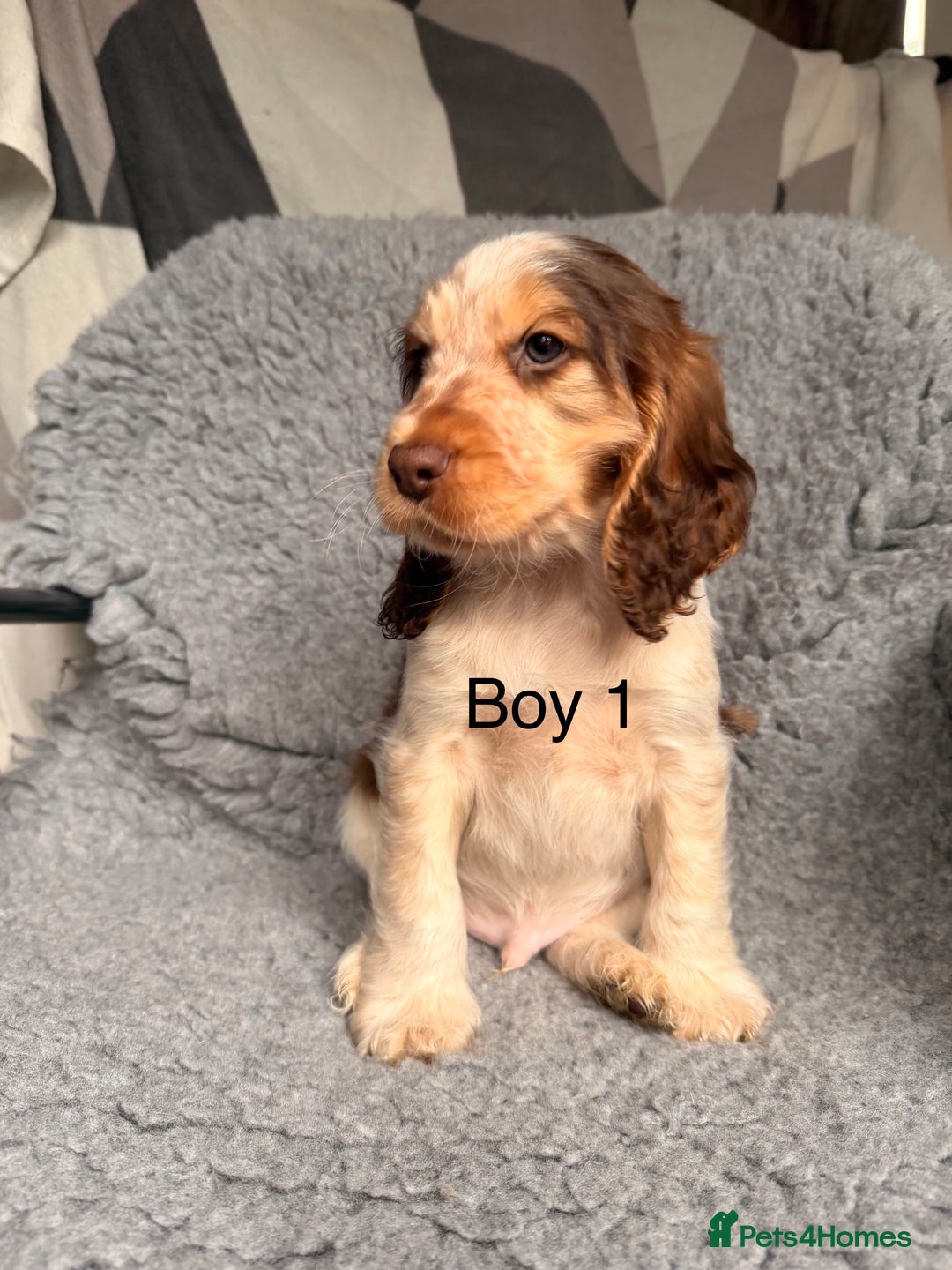 Cocker Spaniel dogs for sale: Show cocker spaniels  - Advert 3