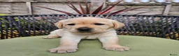 Labrador Retriever dogs for sale: Golden Labrador Puppies - Advert 13