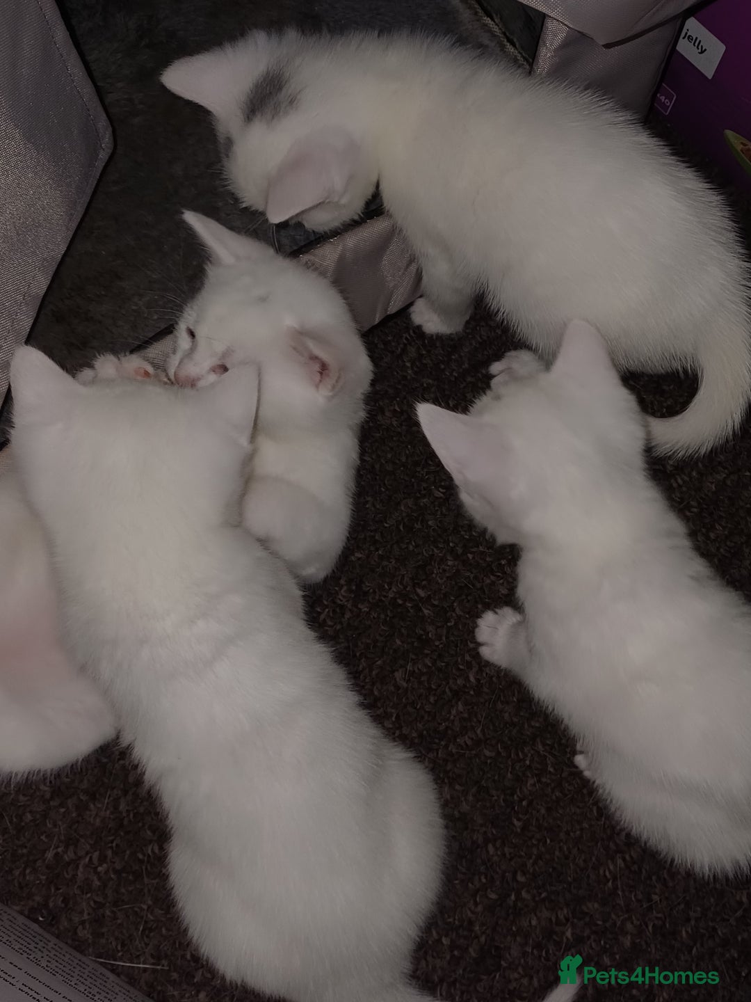 Khao Manee cats for sale: Kittens mixed khao Manee  - Advert 8