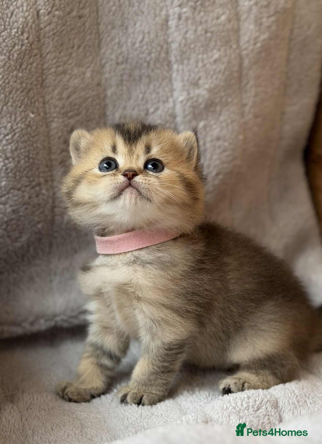 British Shorthair cats for sale: Lovely British Shorthair Golden TiCA - Image 7