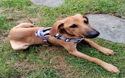 Mixed Breed dogs for adoption: Olive (Hound/Shepherd mix) - Image 10