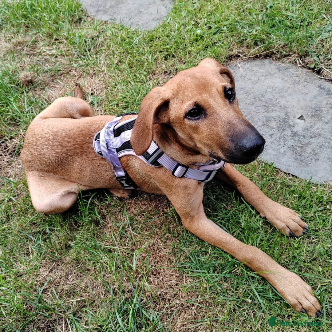 Mixed Breed dogs for adoption: Olive (Hound/Shepherd mix) - Image 10