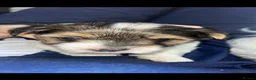 Biewer Terrier dogs for sale: 4 beautiful Yorkshire Biewer terrier puppies in Blackpool - Advert 14