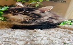 Maine Coon cats for sale: Beautiful GCCF Maine Coon kittens - Advert 25
