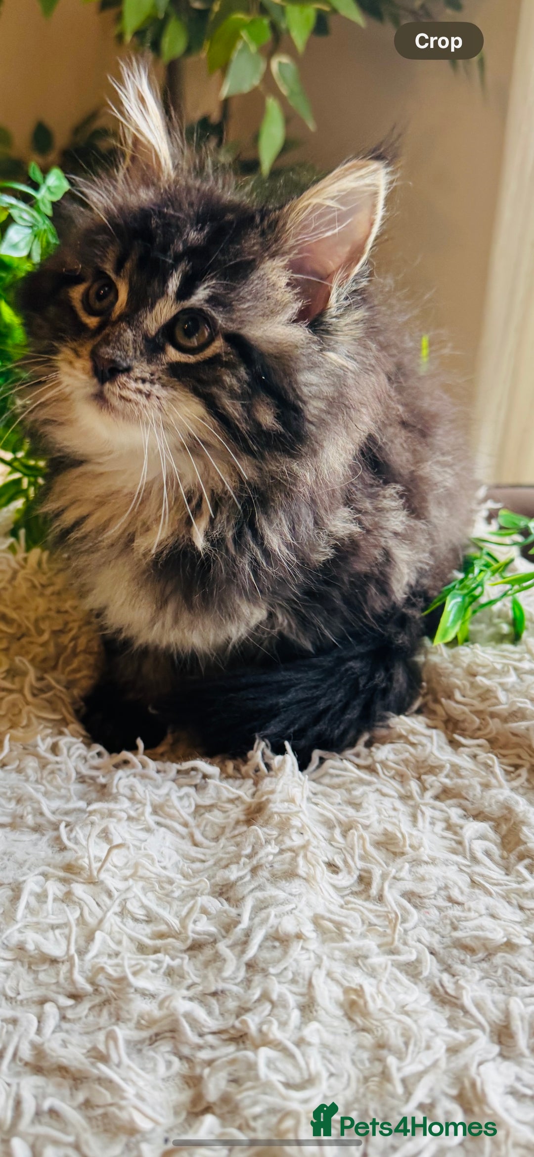 Maine Coon cats for sale: Beautiful GCCF Maine Coon kittens - Advert 25