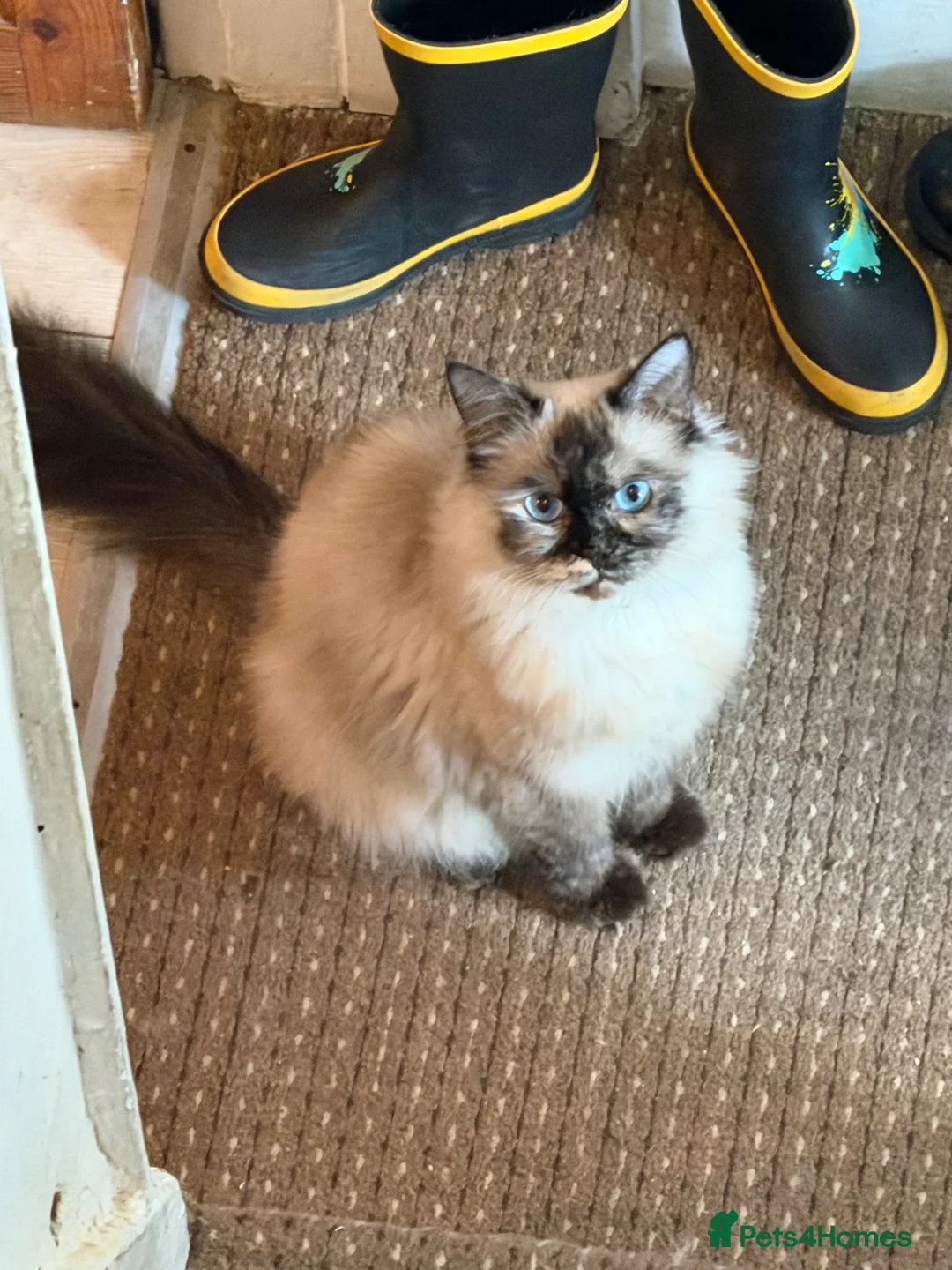 Maine Coon cats for sale: Maincoon X Ragdoll - Advert 2