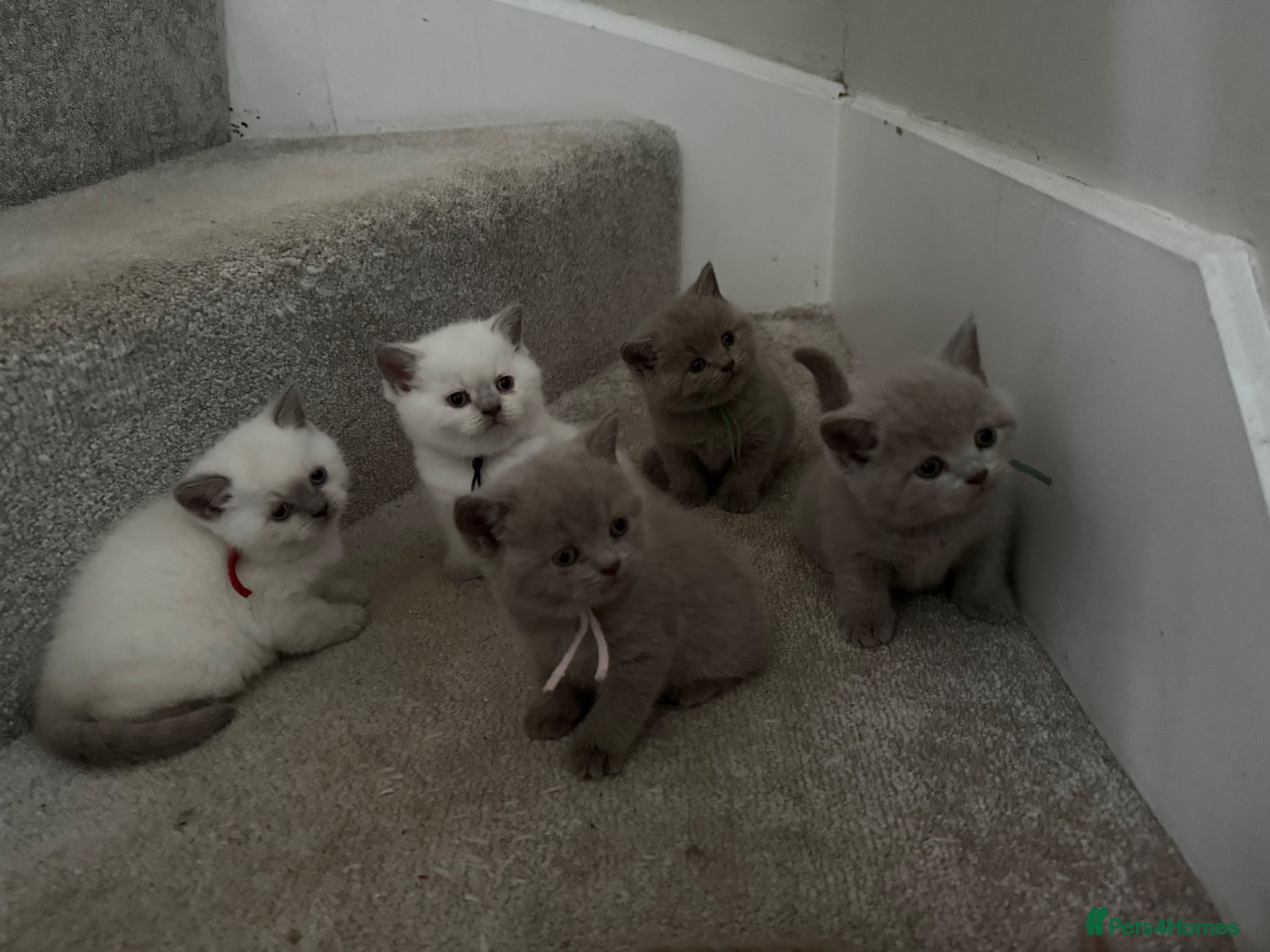 British Shorthair cats for sale: Stunning GCCF-Registered British Shorthair Kittens - Advert 13