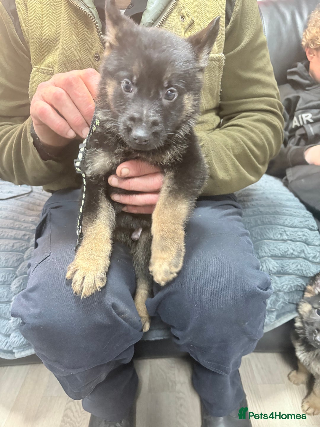German Shepherd dogs for sale: German shepherd puppies - Advert 5