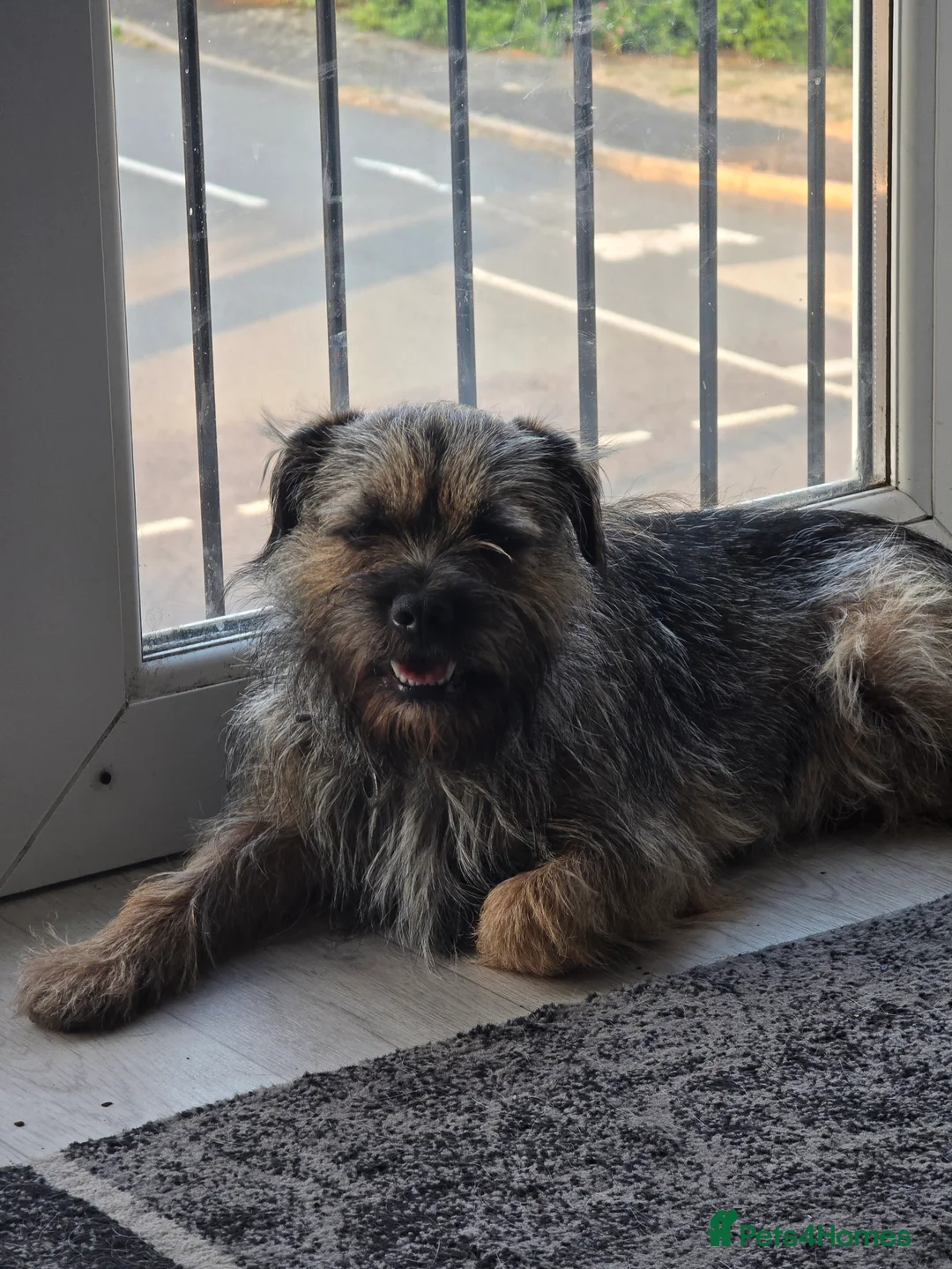 Border Terrier dogs for stud: Border Terrier for stud £150 in Bewdley - Advert 3