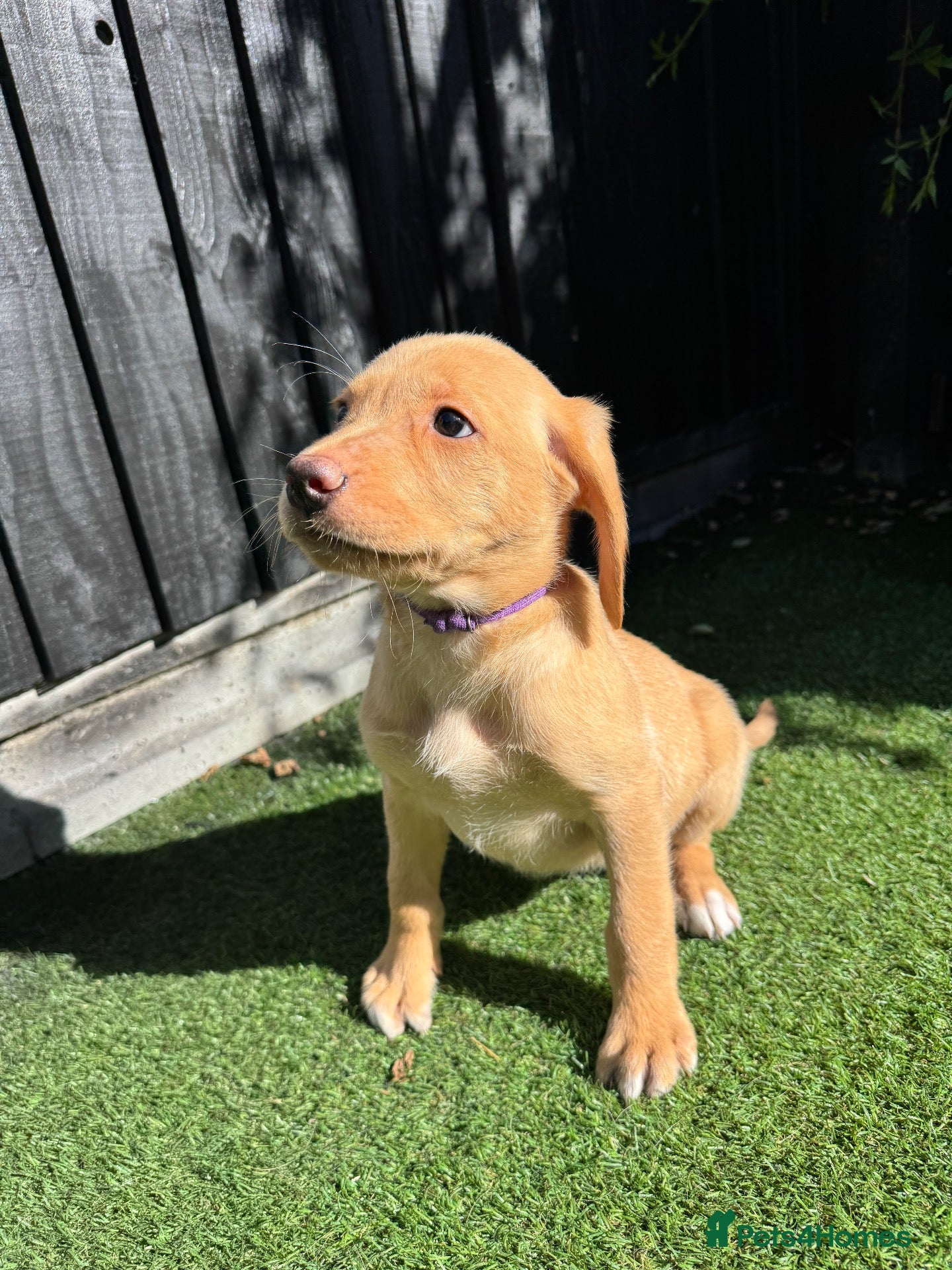Labrador Retriever dogs 🐾🧡READY BEAUTIFUL Kc Labrador PUPPIES 🧡🐾 - Advert 1