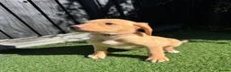 Labrador Retriever dogs for sale: 🐾🧡READY 1 BOY LEFT Kc Labrador PUPPIES 🧡🐾 - Advert 8