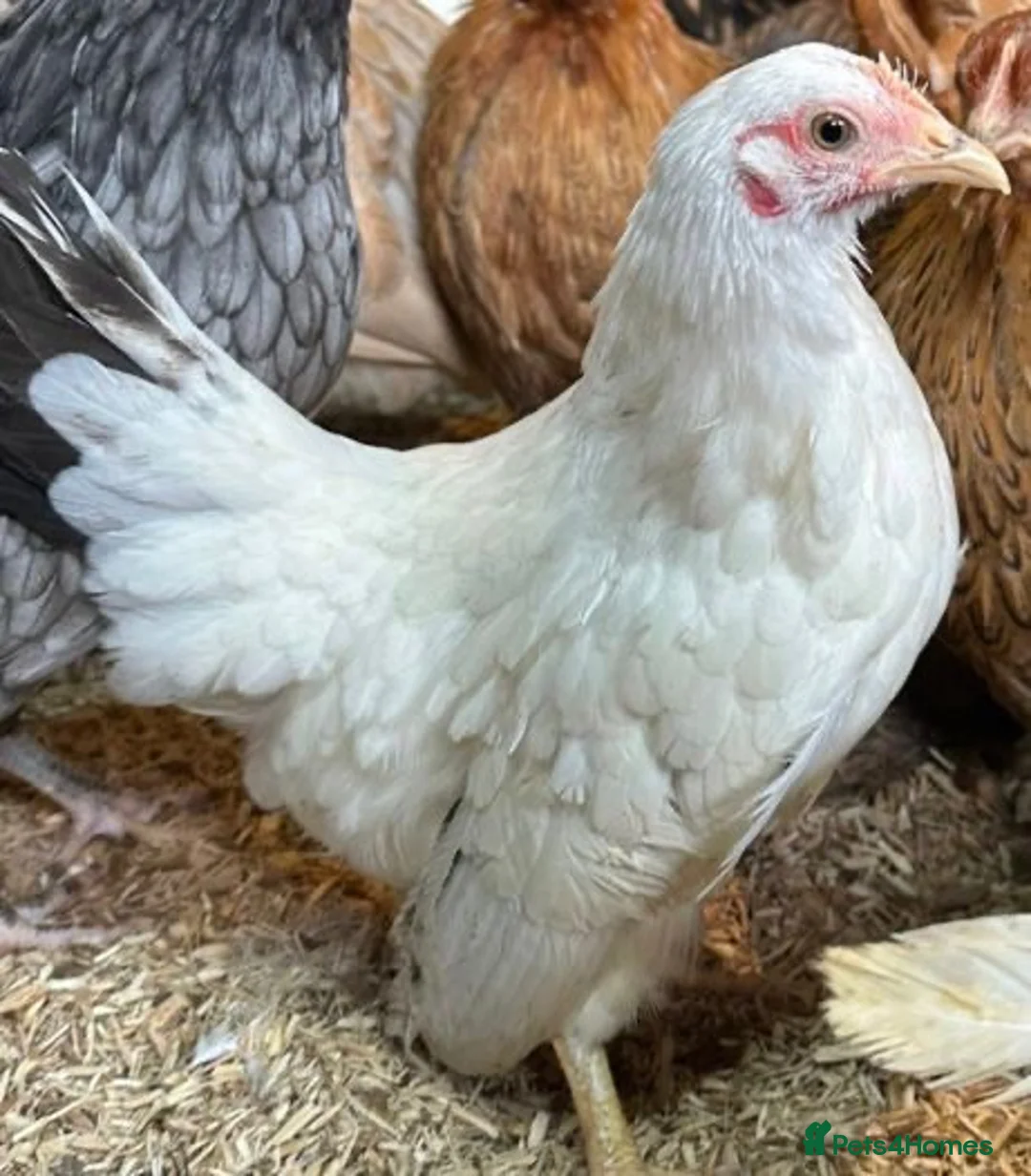 Chickens poultry for sale: Japanese bantam hens - Advert 1
