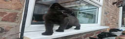 Mixed Breed cats for sale: Sweet kittens for sale - Advert 11
