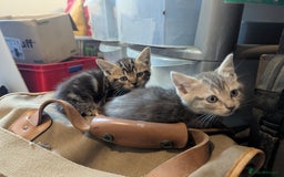 Mixed Breed cats for sale: Beautiful Kittens Ready to Go 4th August - Image 3