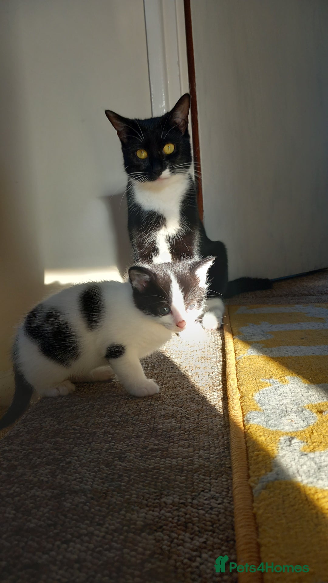 Mixed Breed cats for sale: Kittens available end of January  - Advert 6
