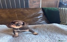 English Bulldog dogs for sale: Beautiful English Bulldog Puppies - Image 8