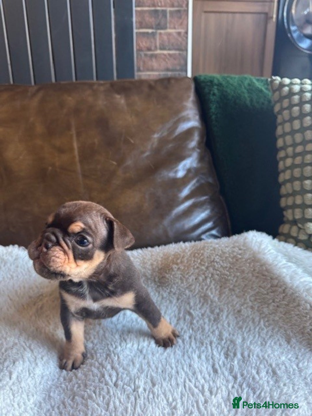 English Bulldog dogs for sale: Beautiful English Bulldog Puppies - Image 8