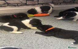 Mixed Breed dogs for sale: Beautiful lab cross Akita puppies available - Image 14