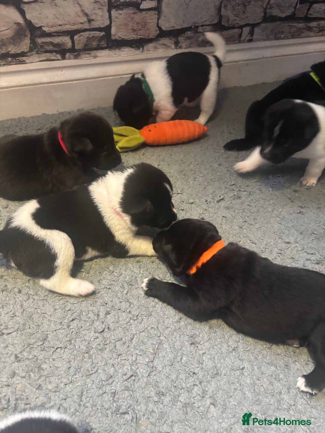 Mixed Breed dogs for sale: Beautiful lab cross Akita puppies available - Image 14
