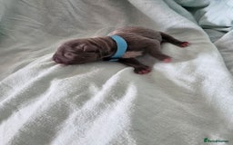 Staffordshire Bull Terrier dogs for sale: STAFFORDSHIRE BULL TERRIOR PUPPIES - Image 6