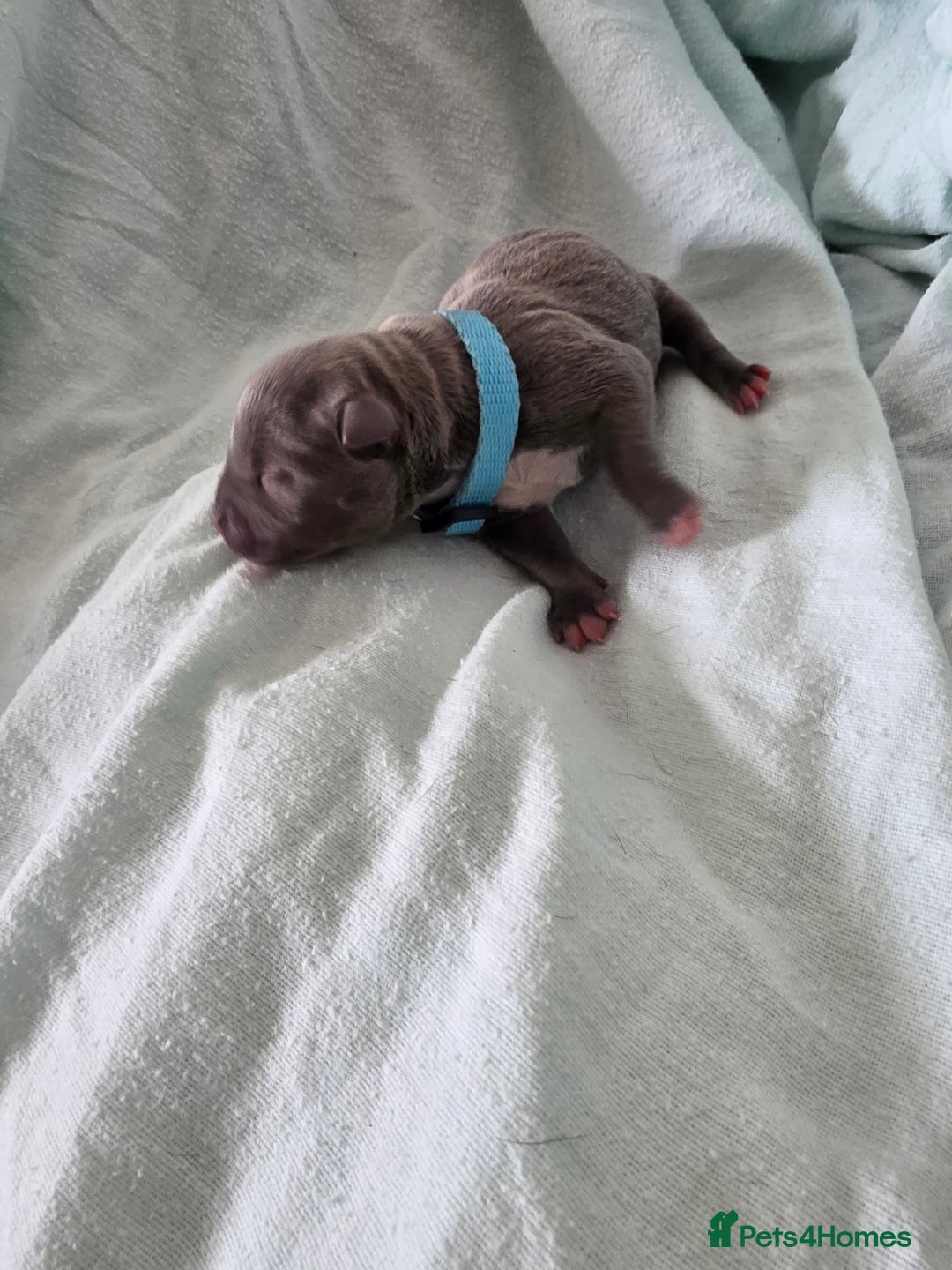 Staffordshire Bull Terrier dogs for sale: STAFFORDSHIRE BULL TERRIOR PUPPIES - Image 6
