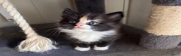 Norwegian Forest Cat cats for sale: Stunningly gorgeous Norwegian Forest Kittens - Advert 35