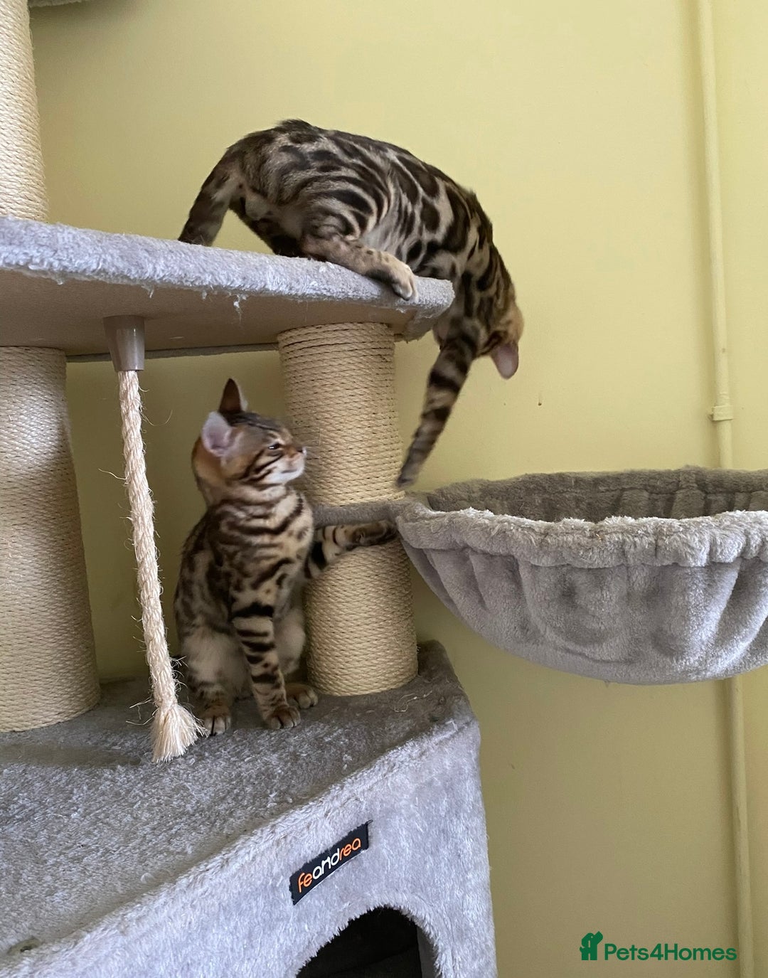 Bengal cats for sale: Beautiful 💜 Health tested TICA Bengal kittens  - Image 11