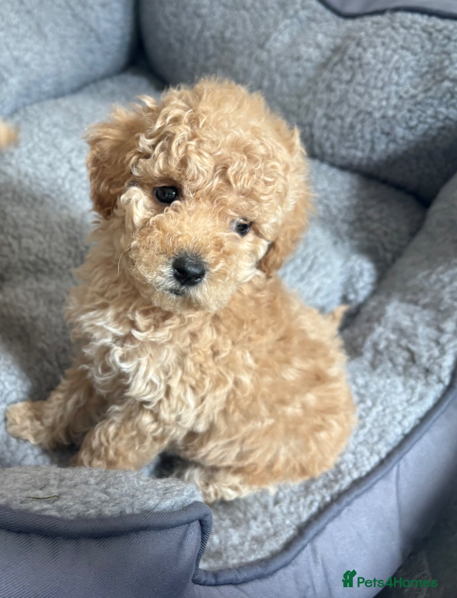 Cavapoo dogs Luxury toyf1b  Cavapoo - Advert 9
