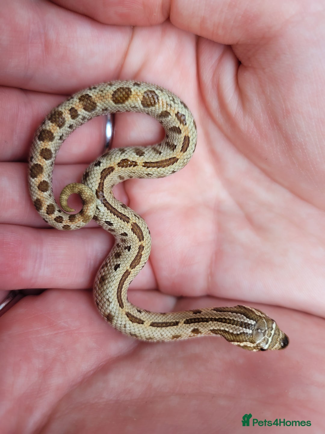 Snake reptiles for sale: Western Hognose CB25 babies  - Image 8