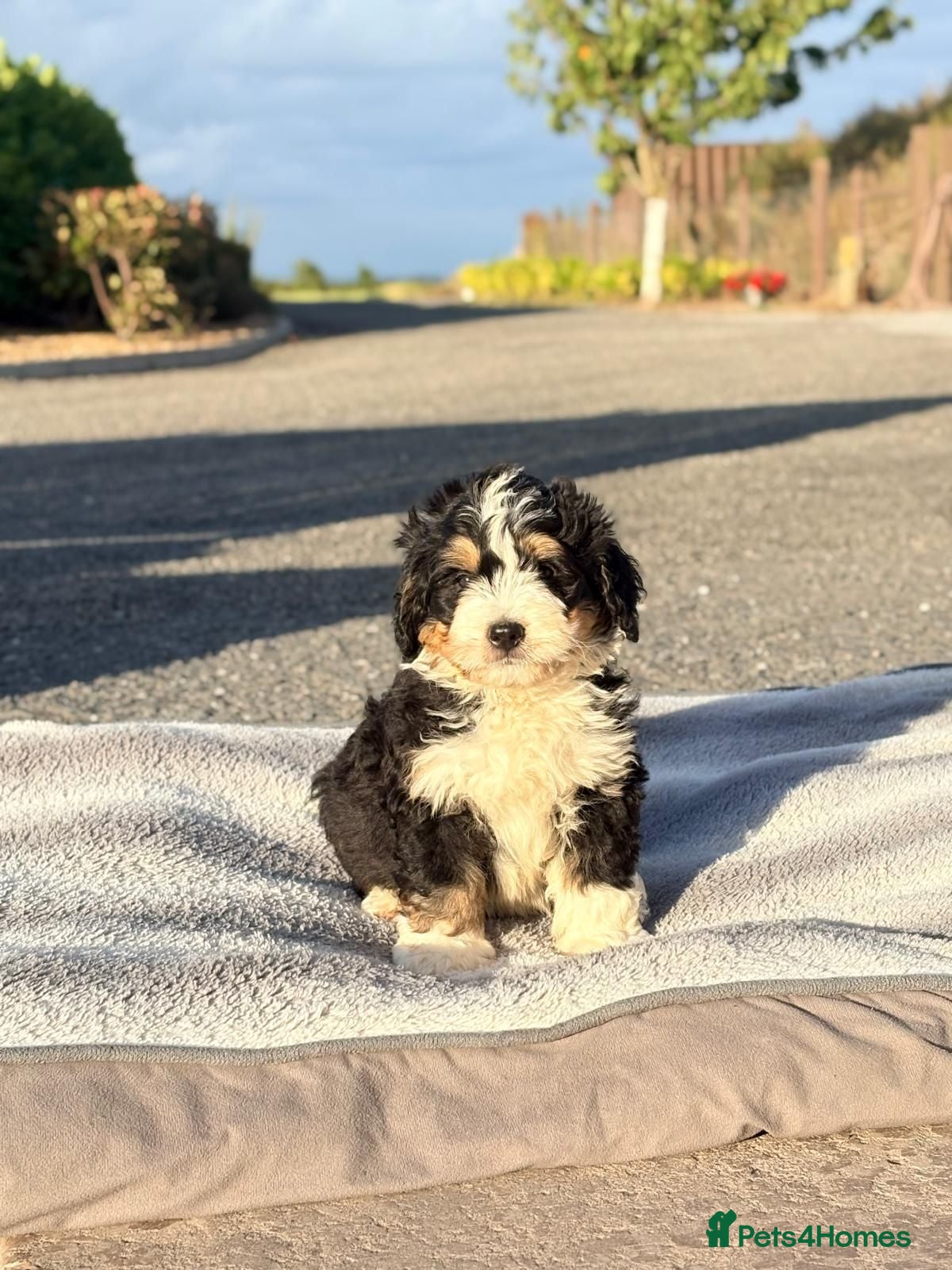 Bernedoodle dogs Bernedoodle pups - Advert 1