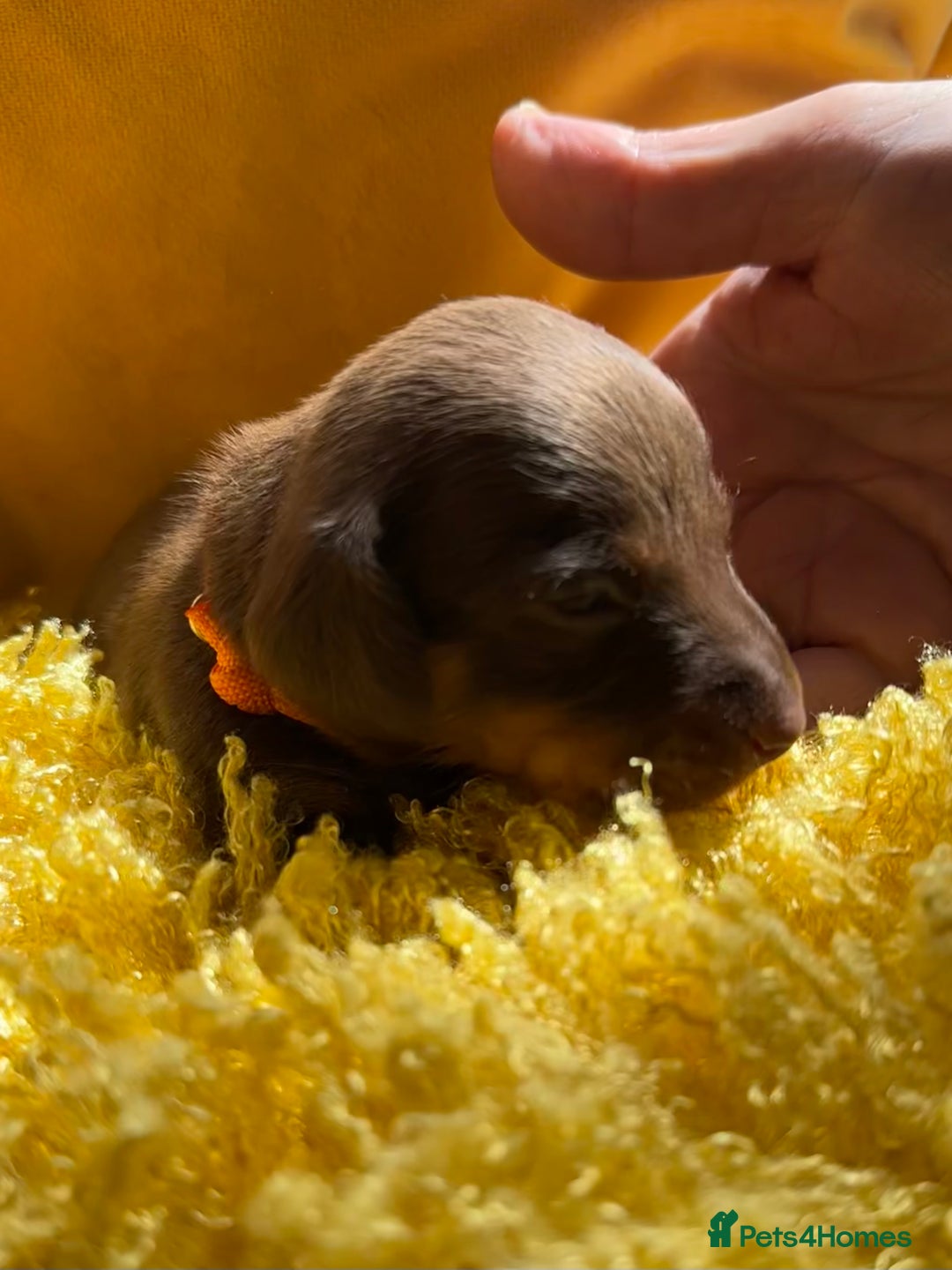 Miniature Dachshund dogs for sale: Miniature Dachshund stunning puppies  - Image 22