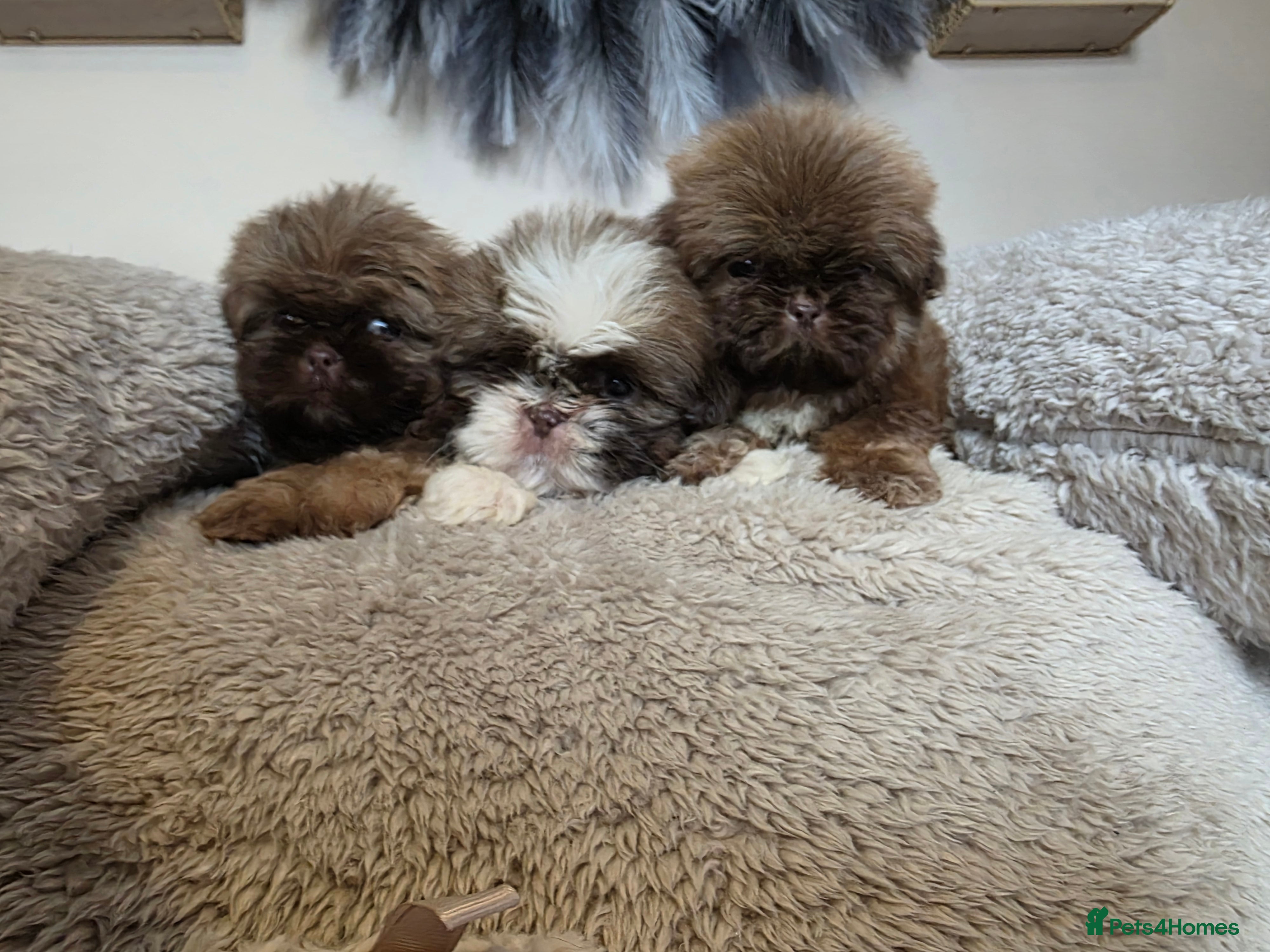 Shih Tzu dogs Beautiful Shih-tzu boys chocolate sabl - Advert 5