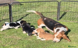 Basset Hound dogs for sale: KC BASSET HOUND PUPPIES  - Image 14