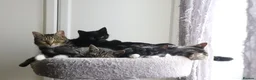 Domestic Shorthair cats for adoption: ADOPTION: Lizard & Bat in Liverpool - Advert 10