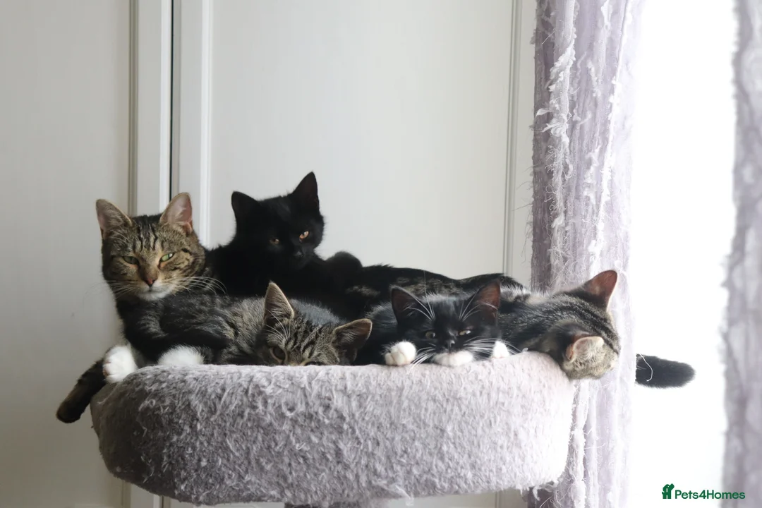 Domestic Shorthair cats for adoption: ADOPTION: Lizard & Bat in Liverpool - Advert 10