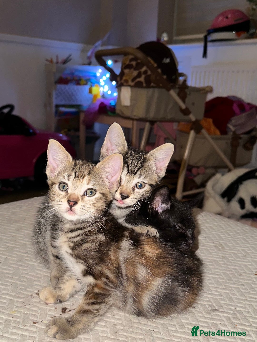 Mixed Breed cats for sale: Beautiful kittens - Image 3