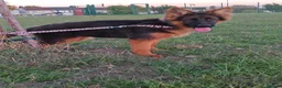 German Shepherd dogs for sale: German Shepherd Puppies-show-line parents - Advert 5