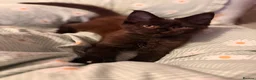 Maine Coon cats for sale: Tica registered ready to go  - Advert 14