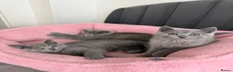 British Shorthair cats for sale: British shorthair kittens - Advert 10