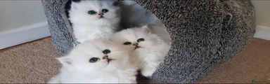 Persian 1