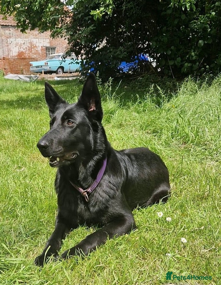 German Shepherd dogs German shepherd puppies  - Advert 1