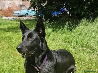 German Shepherd dogs German shepherd puppies - Advert 4