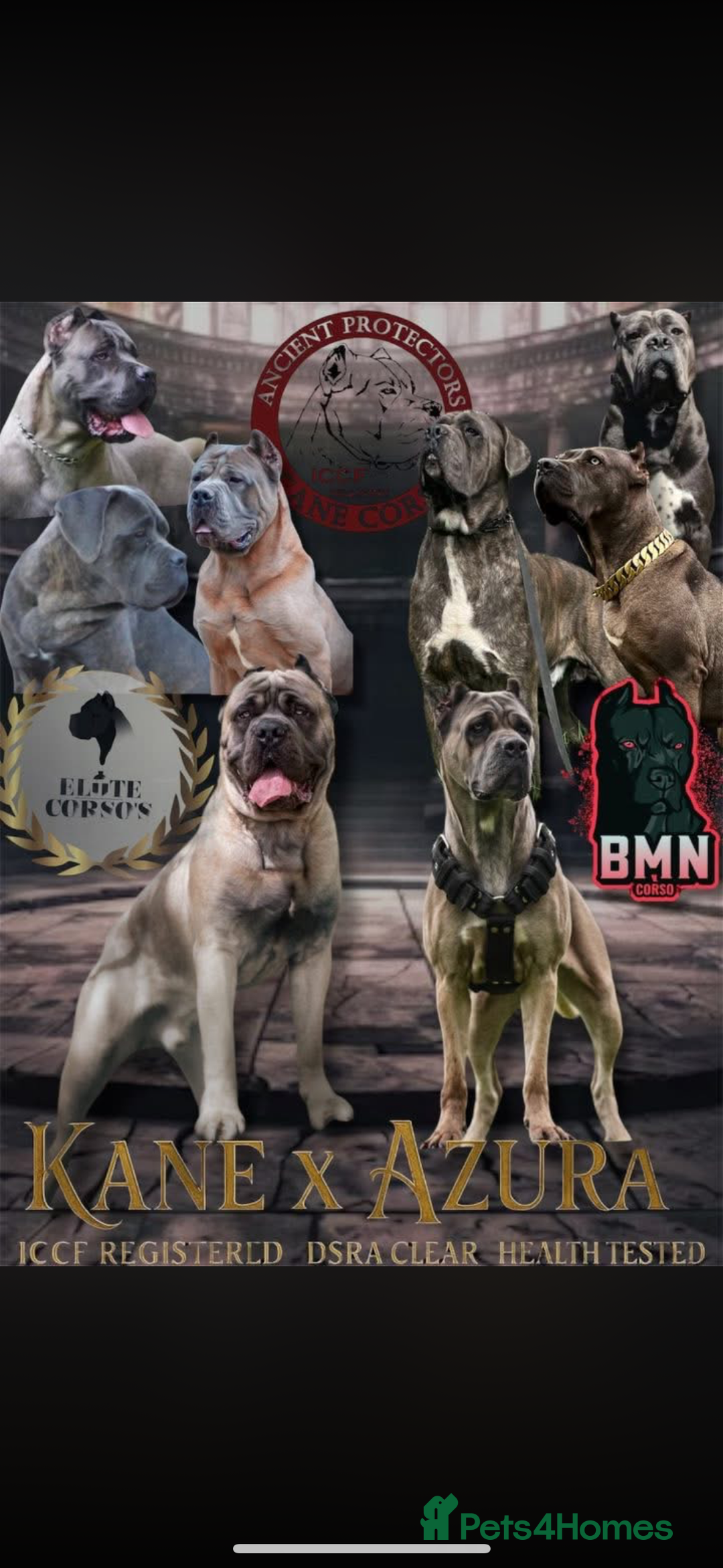 Cane Corso dogs for sale: ‼️ Champion ICCF, health tested Cane Corso pup ‼️ - Advert 2