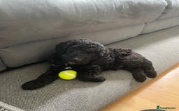 Cockapoo dogs for sale: Boni’s F1b pups, 2 little ones available 🖤🖤 - Image 9