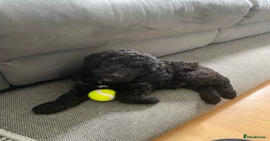 Cockapoo dogs - Advert 6