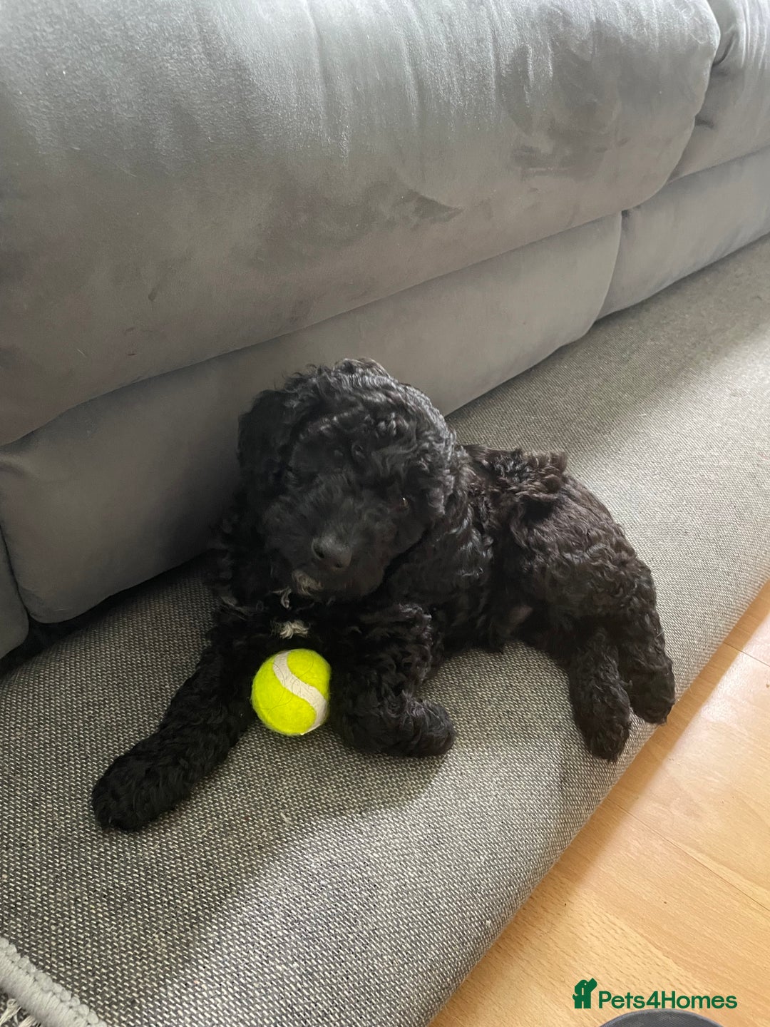 Cockapoo dogs for sale: Boni’s F1b pups, 2 little ones available 🖤🖤 - Image 9